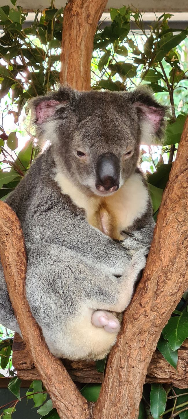 Koalas, kangaroos and the climate