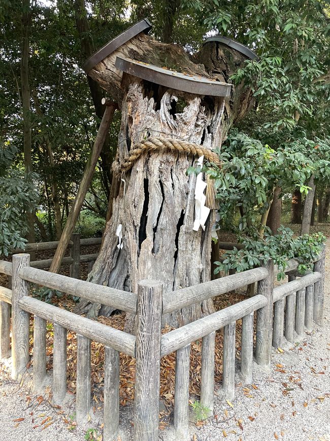 Baumruine, geschützt