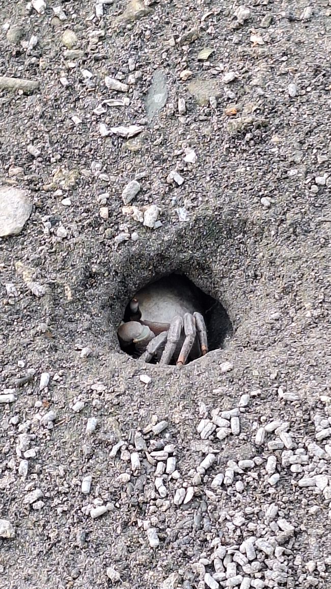 Krabbe im Bau // crab in burrow
