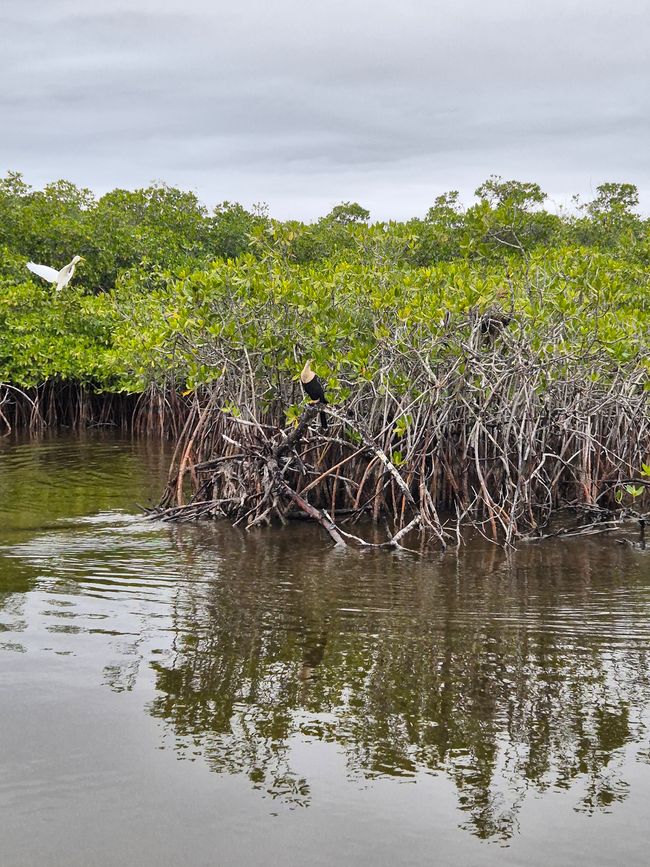 Tag 13: Everglades mit dem Airboat und dem Sunflower Boat