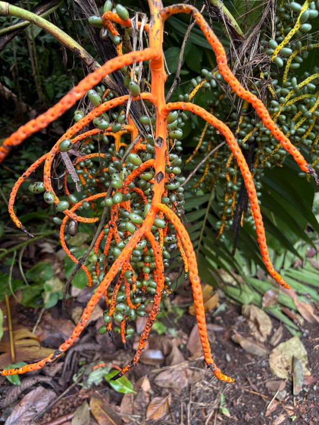 Unterwegs in Costa Rica