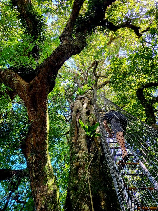 rauf auf den Baumwipfelaussichtspunkt