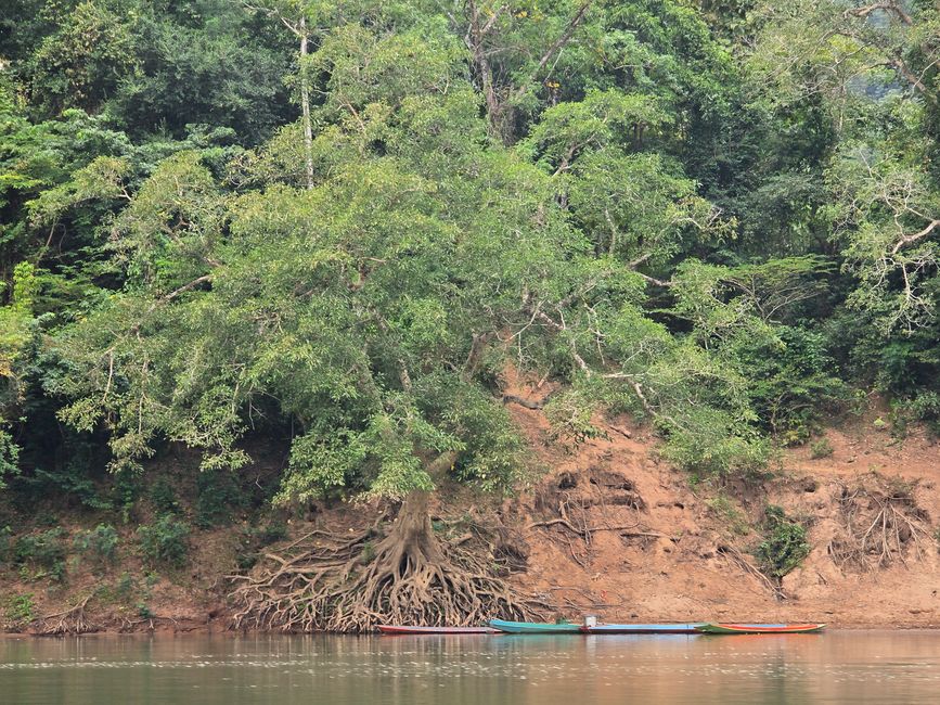 Muang Ngoy