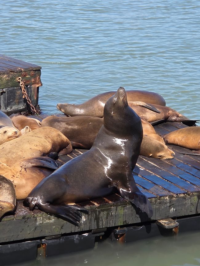 Otaries