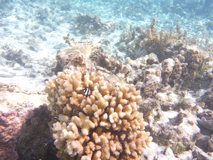 2025-05-09 Maupiti