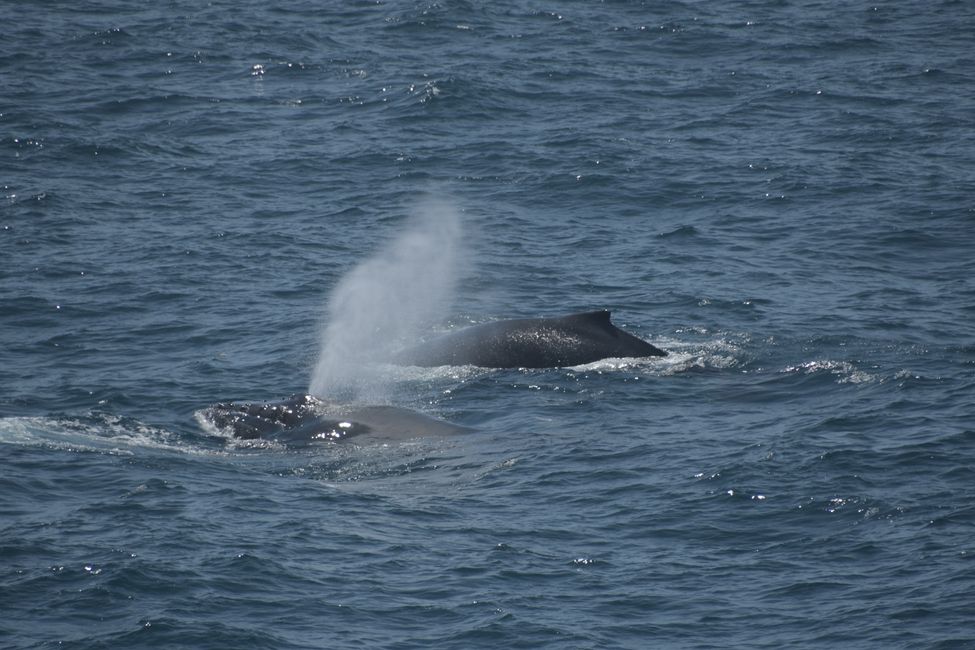 Buckelwale / Humpback whales
