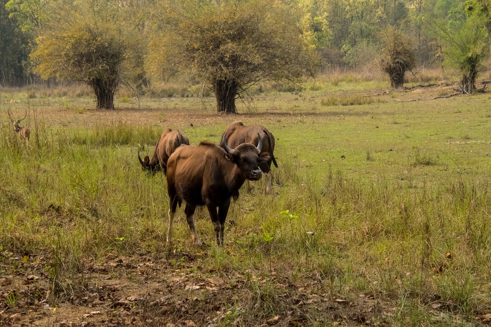 Gaur (Wildrind / Indian buffalo)