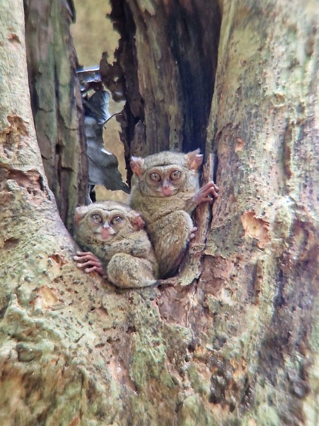 Tag 25/26 Tangkoko