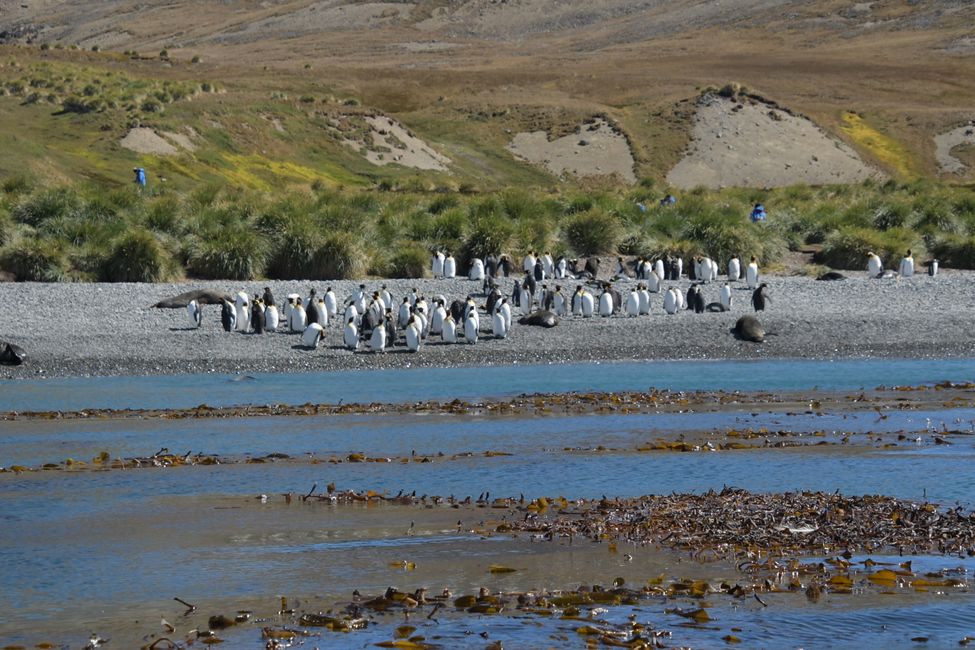 Königspinguine / King penguins
