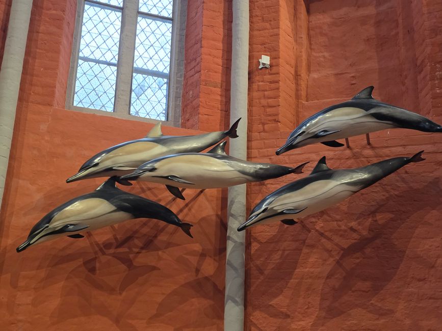 Stralsund & Darß: Meeres-Magie und die 5-km-Wander-Überraschung 🌊🐢❄️