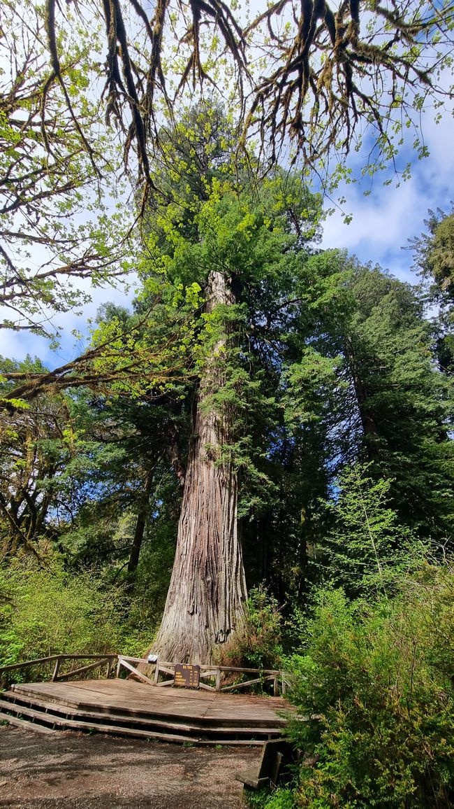 USA West Coast Roadtrip - Tag 7