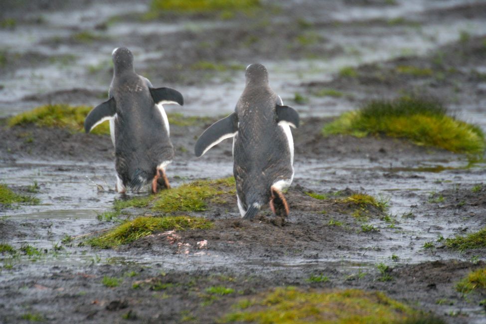 Pingouins de Magellan, aussi connus sous le nom de pingouins d'Adélie, très occupés.