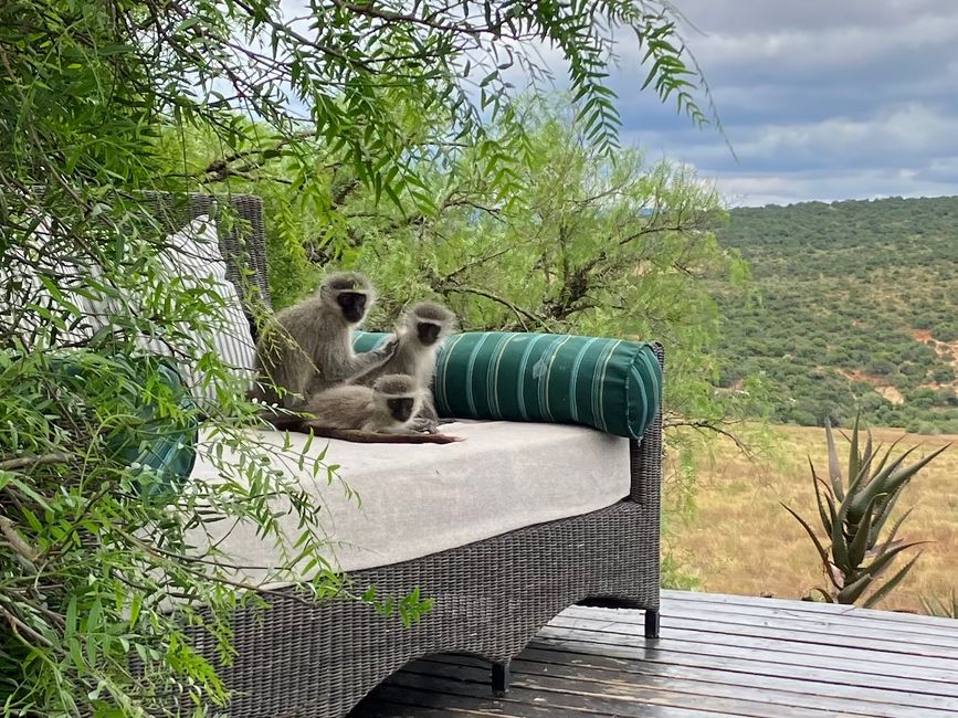 Vervet monkey’s in the back pool deck 