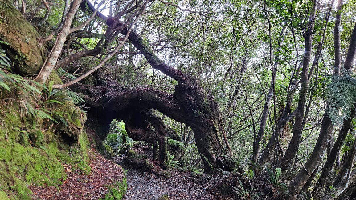 Hokitika - Franz Josef Glacier - Fox Glacier - Monro Beach