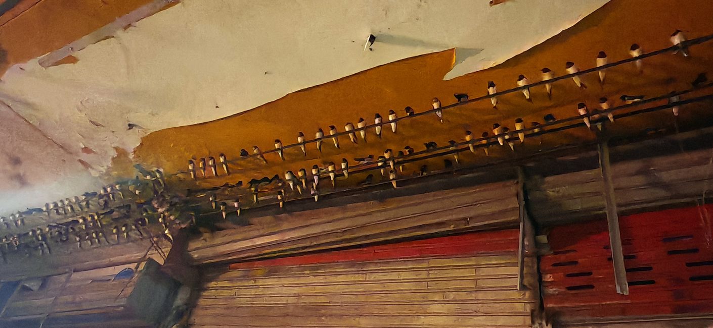 Die Vögel .. Teil 2