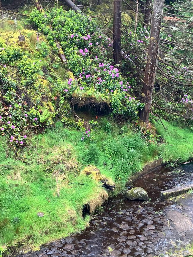 Fioriscono rododendri selvatici!