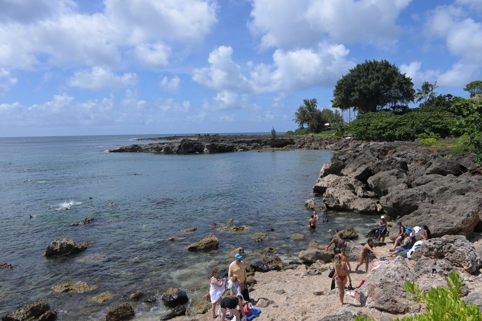 Côte Nord - Snorkeling à Shark Cove - Humuhumunukunukuapua'a (Poisson-perroquet Picasso)