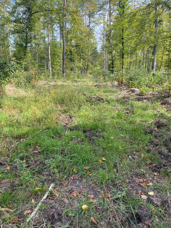 Unseren Weg hatten zuvor schon Wildschweine gekennzeichnet