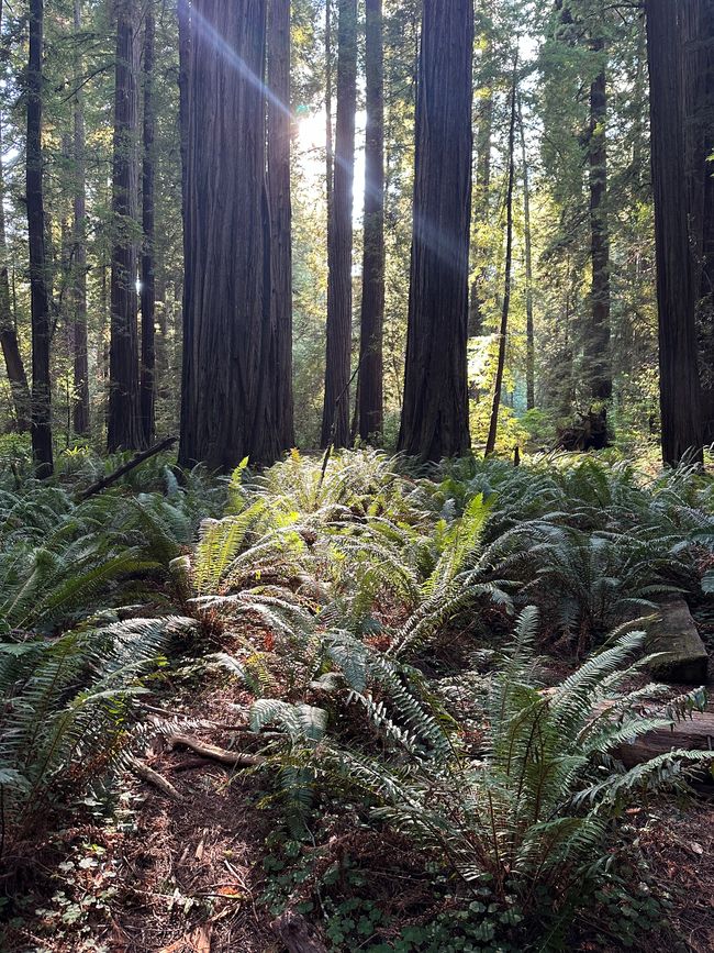 North Californian redwoods