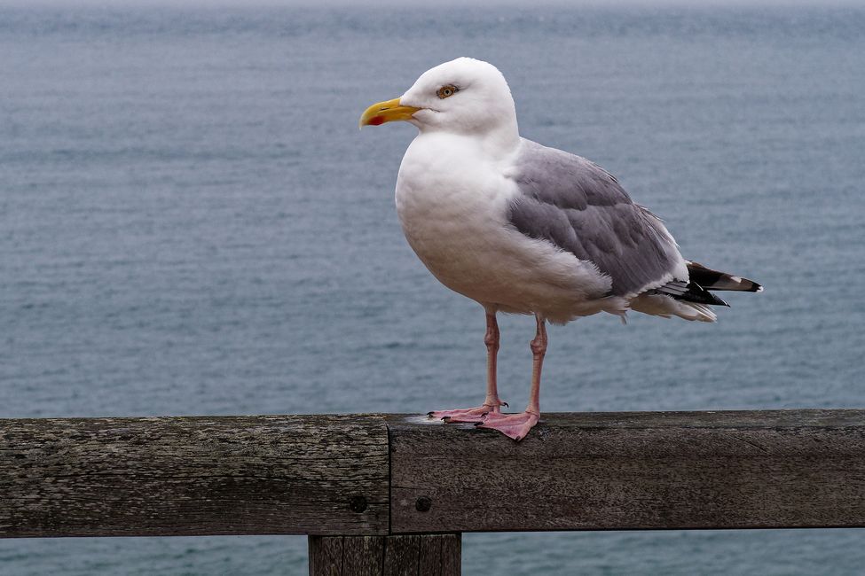 Étretat