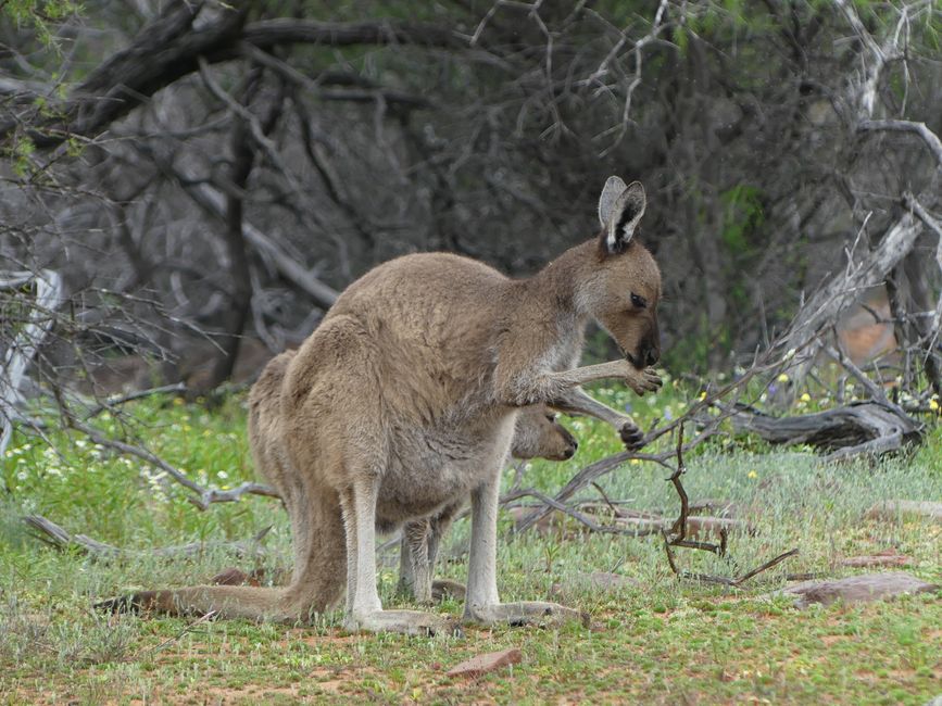 Kangaroos on the Loop Trail