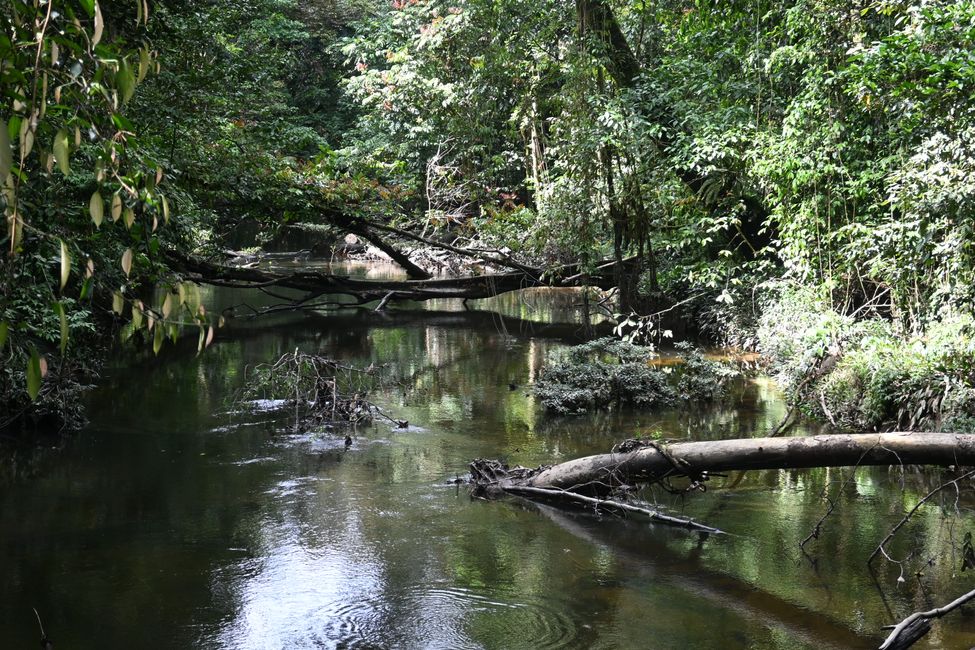 Parc National de Mulu