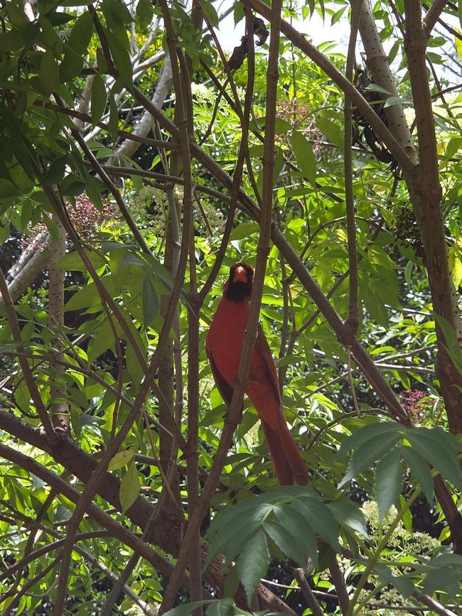 Roter Vogel