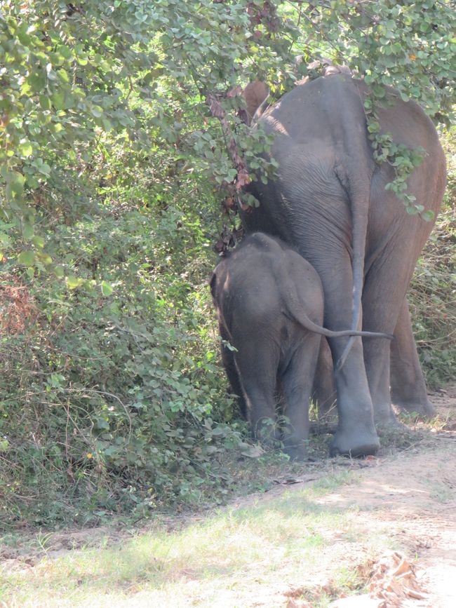 Udawalawa - Safari avec des éléphants
