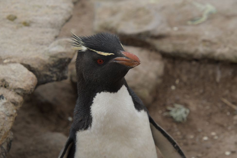 Felsenpinguin / Rockhopper penguin