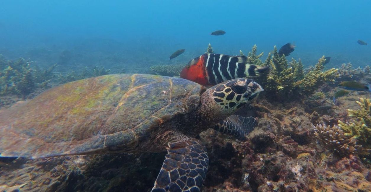 Rundweg Koh Tao