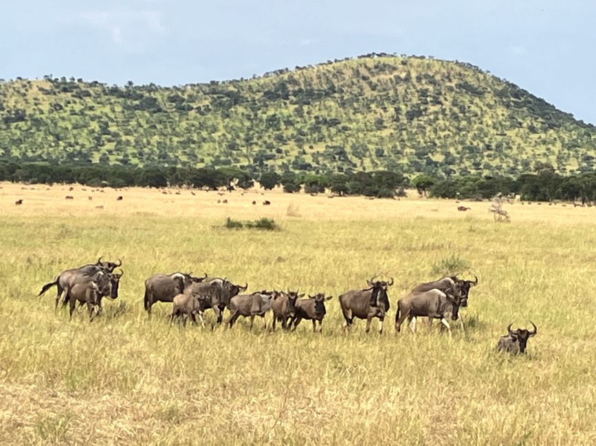 En la Serengeti - Día 3
