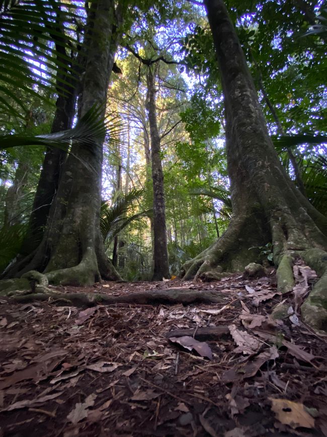 Ratapihipihi Scenic Reserve