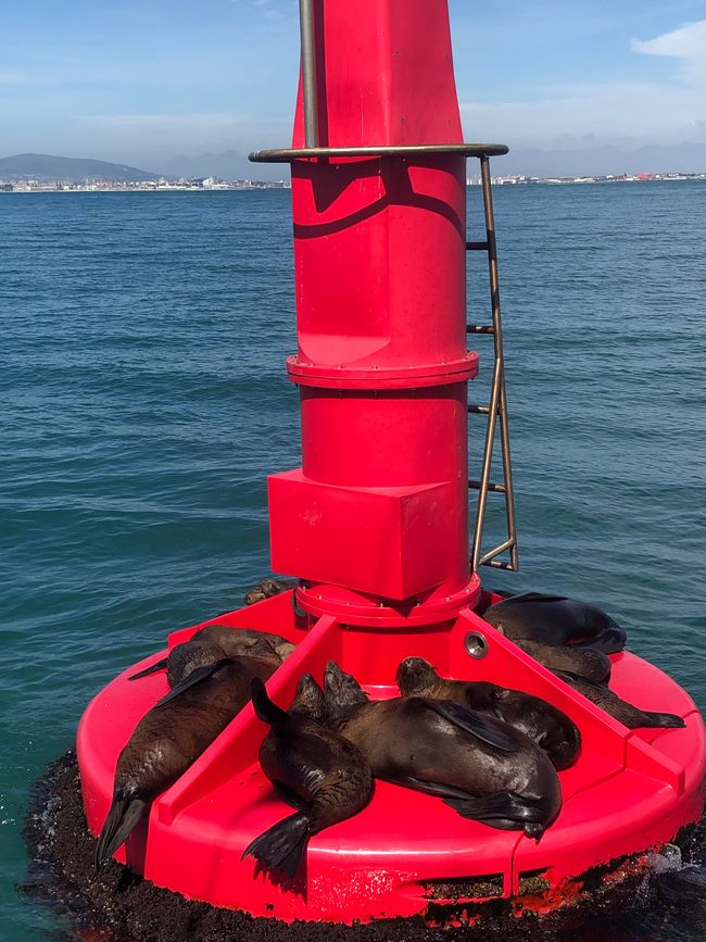 #2 - Cape Town - Waterfront - Boat Tour - Dolphins