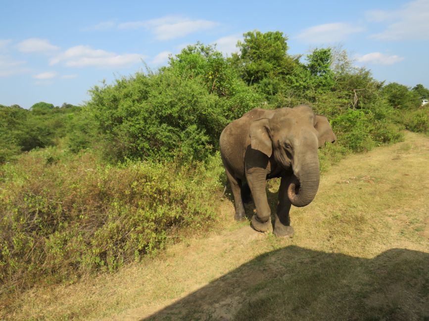 Udawalawa - Safari avec des éléphants