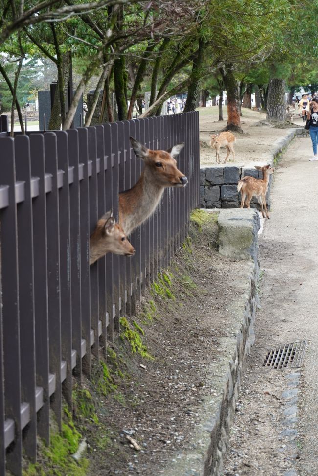 Über Nara nach Kyoto