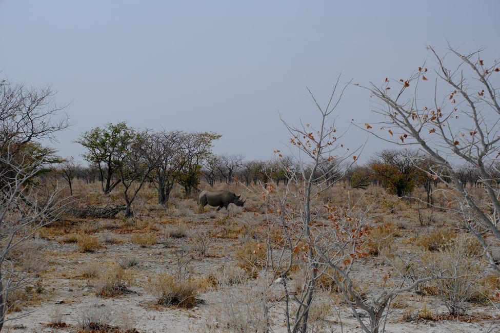 Ethosa Nationalpark 🐘🦒