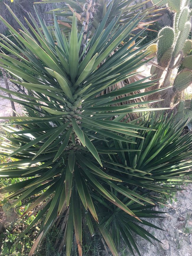 Jardins de palmiers