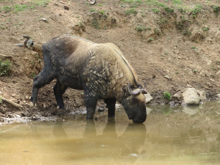 Takin im Tierpark in Thimphu - die größten Ziegen der Welt