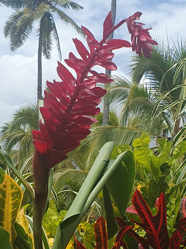 47. Tag Apia, Samoa 10.01.2026