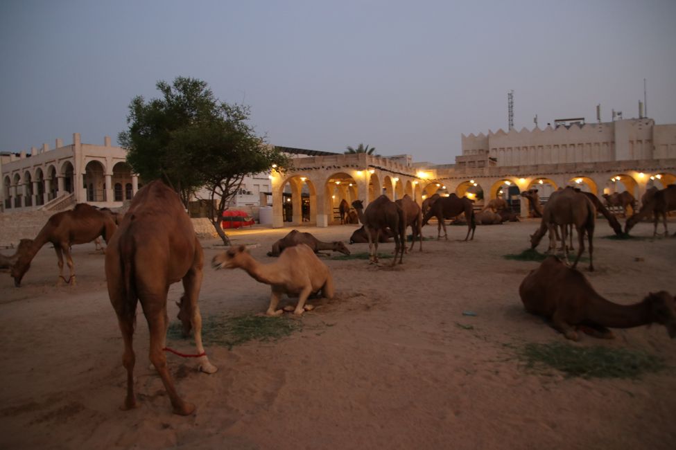 Etiqueta 23: En camino en Doha y el desierto