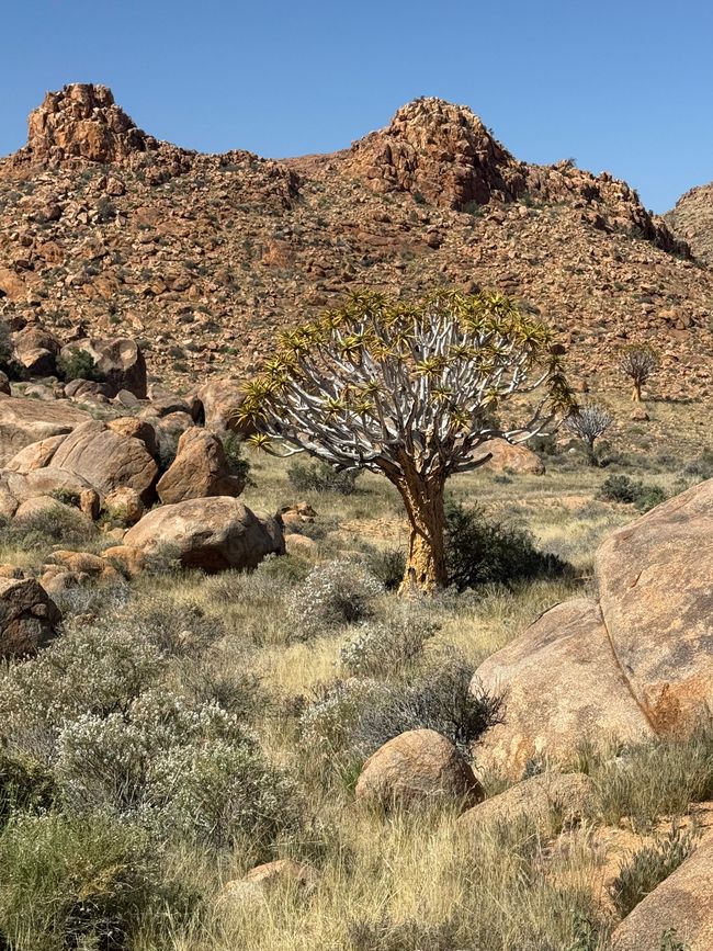 Namibia 2k25 🦓🏜️🐘