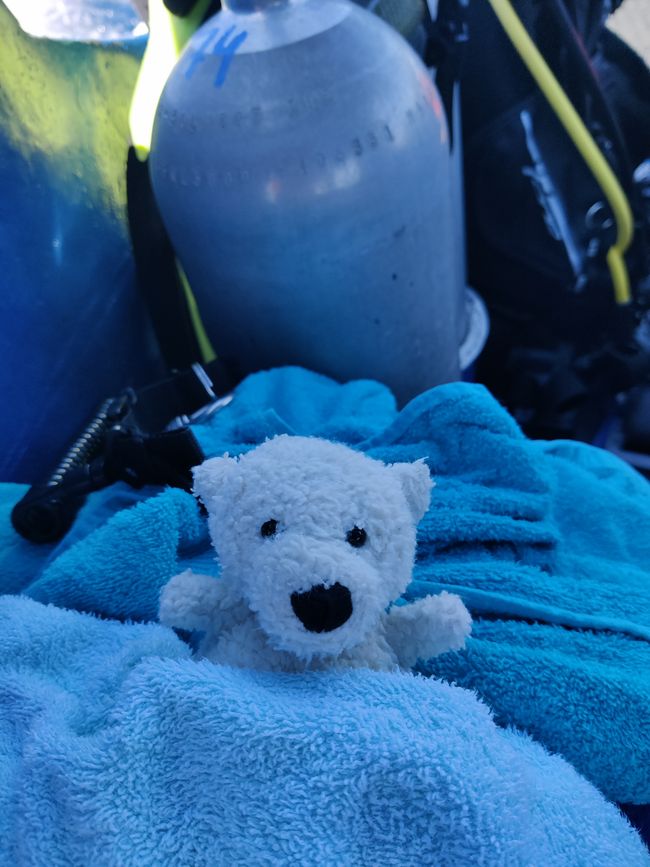 Travis ai Triton Bay Divers: Squali e altro