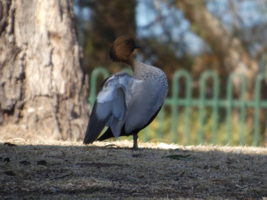 Tanunda, Barossa Valley