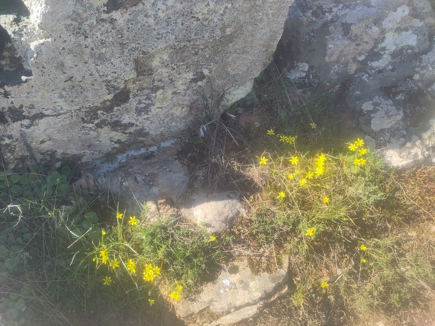 ancora completamente spogli a 1200 metri di altezza