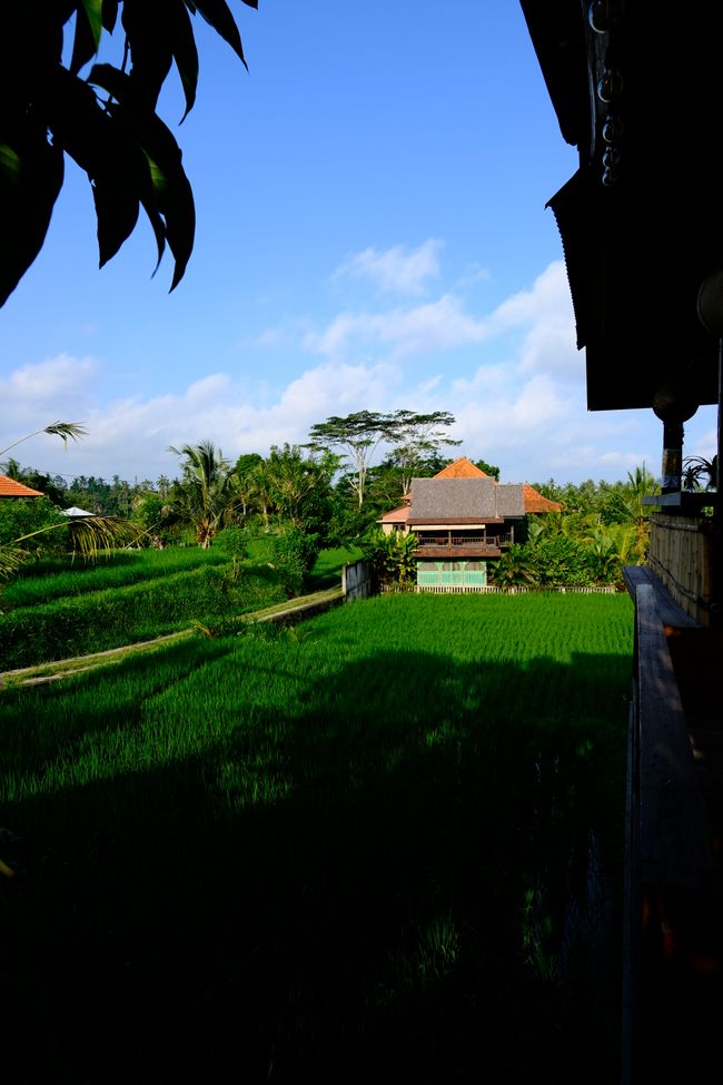 Bali - Ubud 🇮🇩