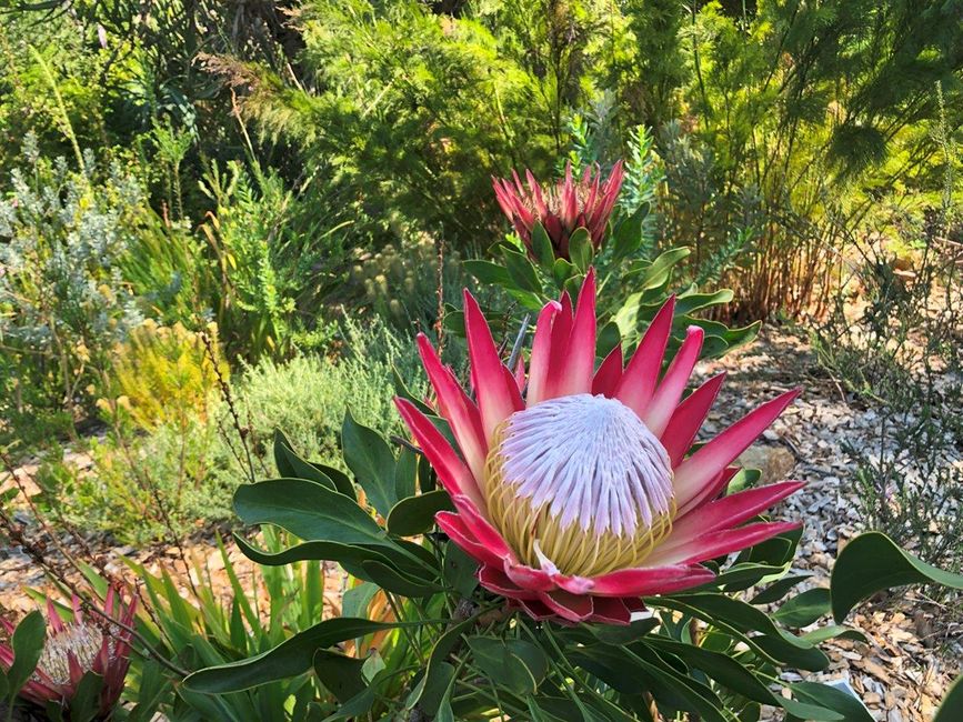 Alte Häuser an der Dorp Street in Stellenbosch