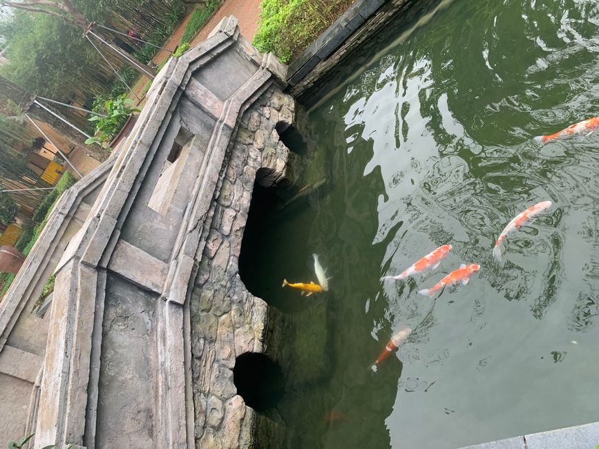 Tag 6 - Hoi An : Un Licorne Endormi et une Aventure dans le Brouillard