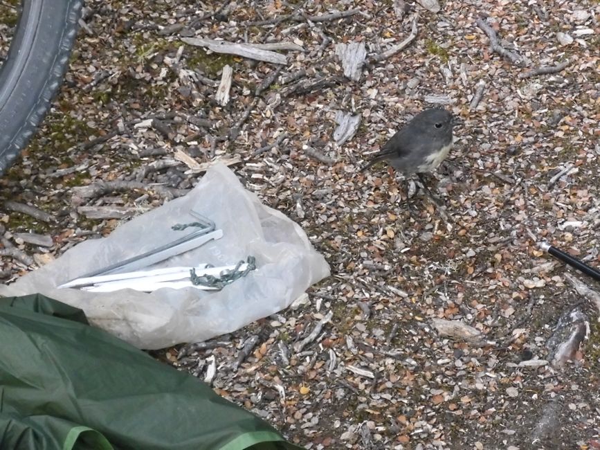 L'oiseau teste les anneaux de fer