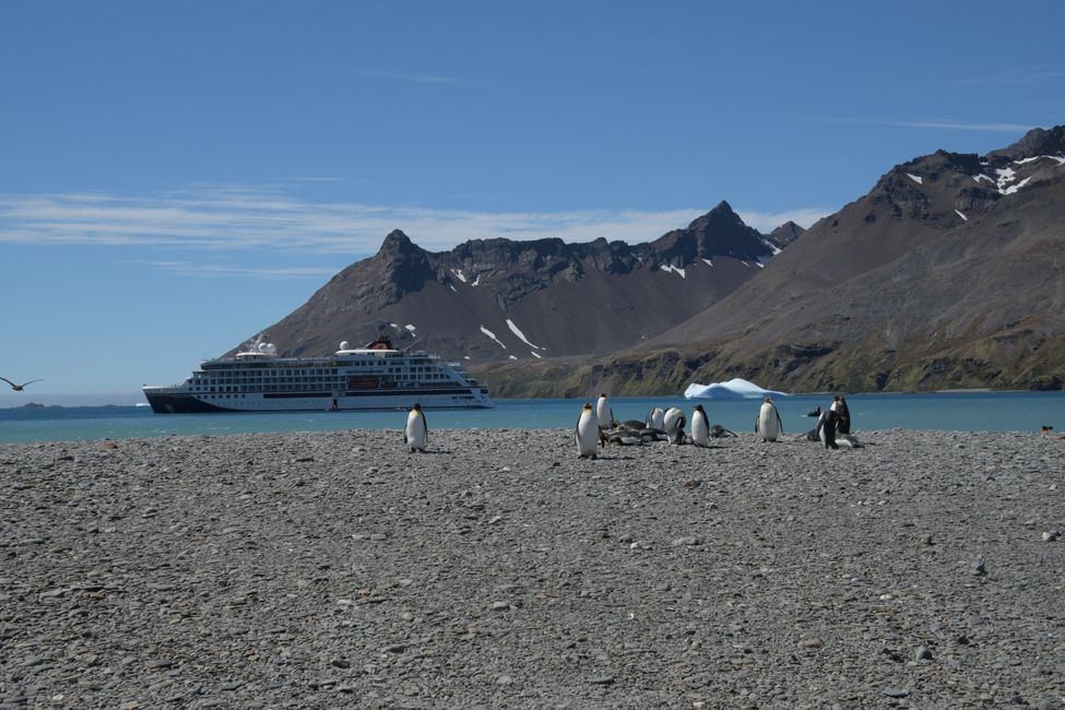 Königspinguine / King penguins
