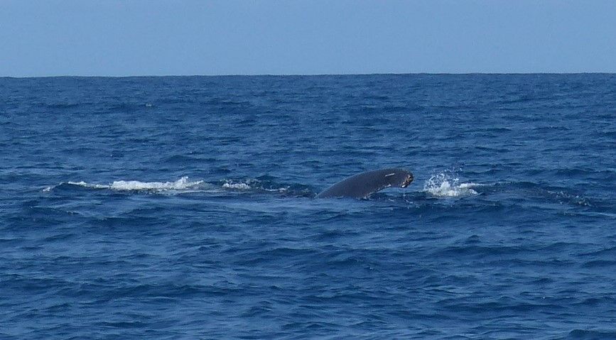 Brasil, Observación de Ballenas